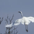 Grande Aigrette